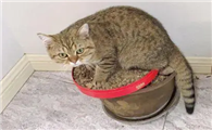 怎么让猫不碰花盆