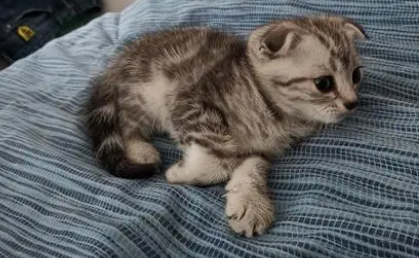 养猫成本 养猫成本