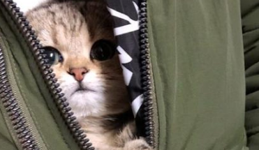 猫咪第一次出门，躲在美女怀里好奇又害羞，网友：主人和猫我都要