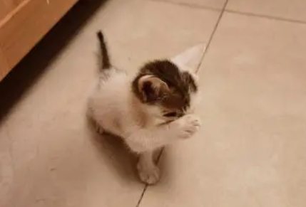 一岁的猫太活泼了怎么办
