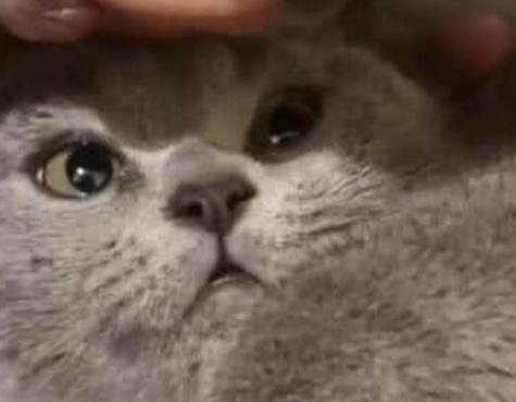 小哥哥失恋后，对着自家的猫狂吻，15秒后直接傻眼了！