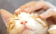 小猫发出咕噜咕噜的声音表示什么