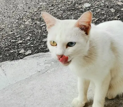 眼睛一黄一蓝的猫贵吗 眼睛一黄一蓝的猫贵吗