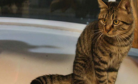 猫主子趴苹果树上,抱着苹果猫脸痴笑,猫:这整片苹果园都是朕的 猫主子趴苹果树上,抱着苹果猫脸痴笑,猫:这整片苹果园都是朕的