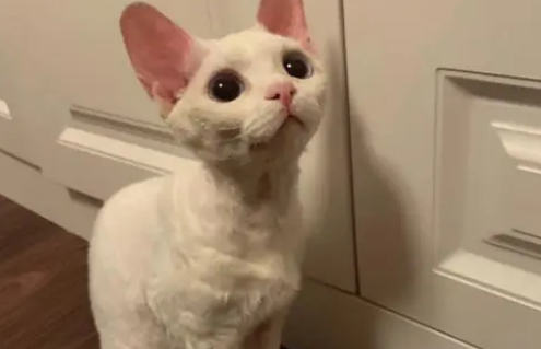 德文卷毛猫品种标准 德文卷毛猫品种标准