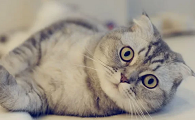 一只猫比一米高还是矮