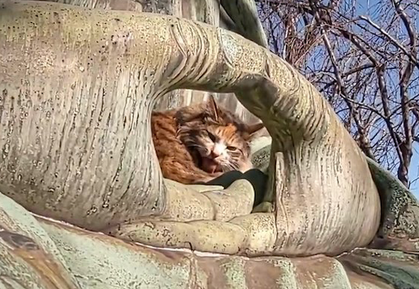 流浪猫躺在佛像手中晒太阳,网友表示:一看就是只有灵性的猫咪 流浪猫躺在佛像手中晒太阳,网友表示:一看就是只有灵性的猫咪