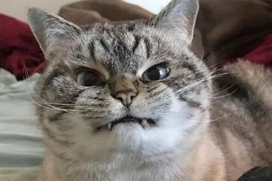 怎么样让猫知道我生气了