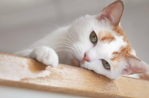眼睛被猫抓出血怎么办