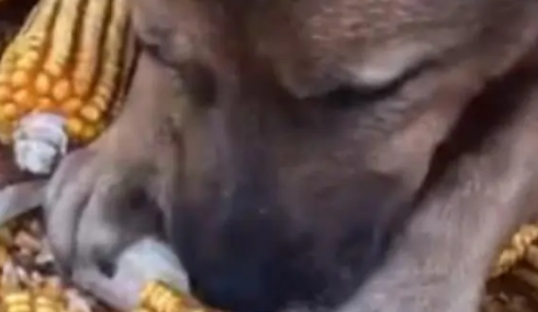 回老家帮剥玉米时,中华田园犬有样学样,最后举动让网友佩服 回老家帮剥玉米时,中华田园犬有样学样,最后举动让网友佩服