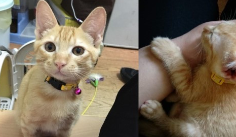 橘猫翻肚任人上下搓揉,饲主笑:我有这样的猫你没有! 橘猫翻肚任人上下搓揉,饲主笑:我有这样的猫你没有!