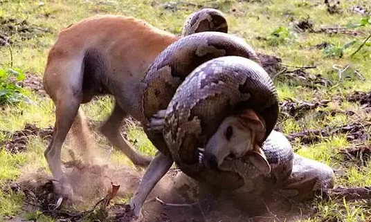 蟒蛇捆紧爱犬就快窒息,他灵机一动这动作成功救回狗命 蟒蛇捆紧爱犬就快窒息,他灵机一动这动作成功救回狗命