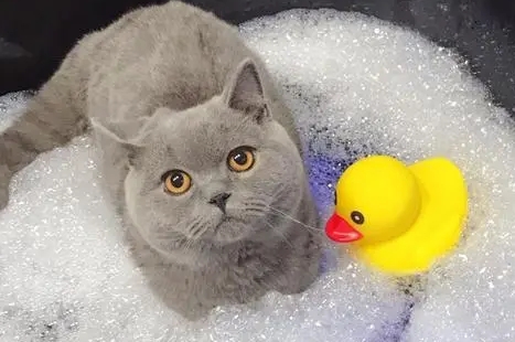 小猫多久可以洗澡 小猫多久可以洗澡