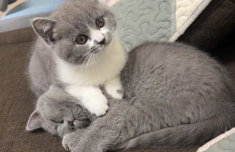 英短蓝白和蓝猫的区别