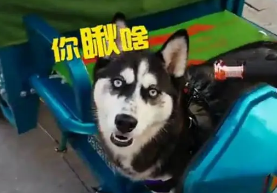 哈士奇跟主人出门送快递,结果二哈边送边“拆”快递车 哈士奇跟主人出门送快递,结果二哈边送边“拆”快递车