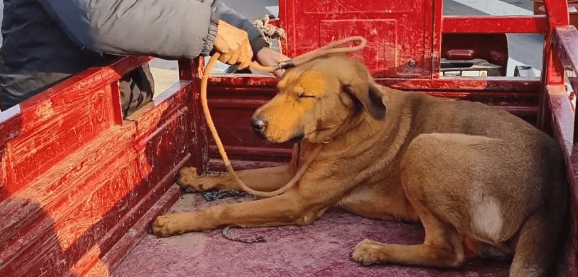 打也不下车,在三轮车上瑟瑟发抖的看家犬还是被装进了狗肉笼 打也不下车,在三轮车上瑟瑟发抖的看家犬还是被装进了狗肉笼