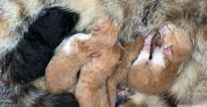 喂火腿肠后流浪猫跟随到单位,决定收养它时,想不到猫妈这样报恩 喂火腿肠后流浪猫跟随到单位,决定收养它时,想不到猫妈这样报恩