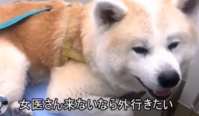 秋田犬去医院打针,中途换成“男医生”后,狗子的表情变了 秋田犬去医院打针,中途换成“男医生”后,狗子的表情变了