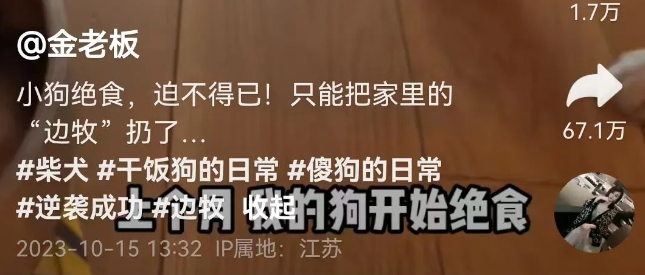 柴犬突然绝食，带去医院检查也找不到原因…直到，主人把家里的边牧扔了！