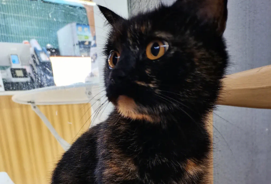 玳瑁猫的寓意是什么? 玳瑁猫的寓意是什么?