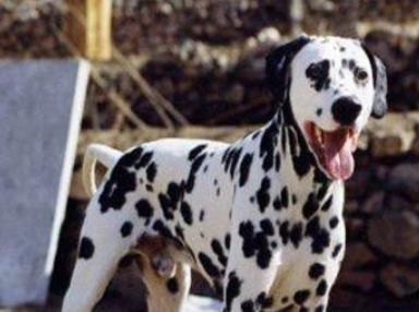 大麦町犬的俗称 被人们统称为斑点狗