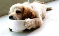 三个月的幼犬吃什么