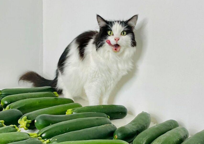 这只猫咪的饮食也太健康了，不爱罐头却喜欢黄瓜