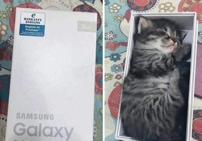 有些猫咪真是难伺候,买的猫窝不睡非睡在垃圾桶里 有些猫咪真是难伺候,买的猫窝不睡非睡在垃圾桶里