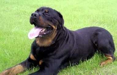 罗威纳犬危险吗 不要主动去招惹它们