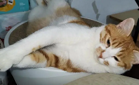 孕猫晚上突然一直叫