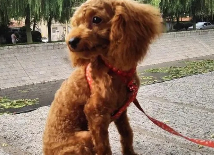 泰迪一天遛一次行吗 泰迪一天遛一次行吗