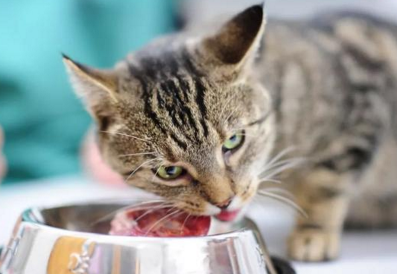 小猫很能吃要不要控制它 小猫很能吃要不要控制它