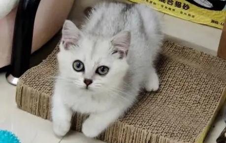 养猫家里可以放花吗 养猫家里可以放花吗