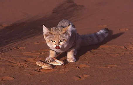 沙丘猫——家猫般可爱 猛禽般凶狠 