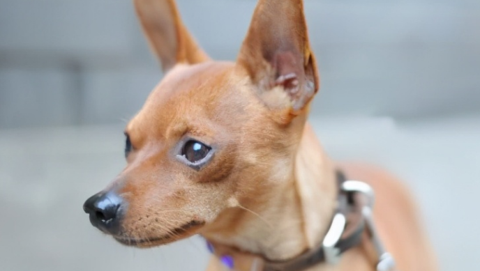 家中小鹿犬也能成为顶尖猎犬，小鹿犬家庭狩猎训练的秘密