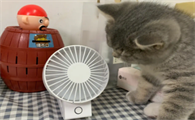 小猫会怕电风扇的风吗