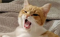 小猫叫不出声音怎么回事