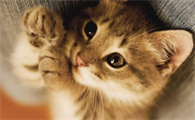 养猫攻略新手