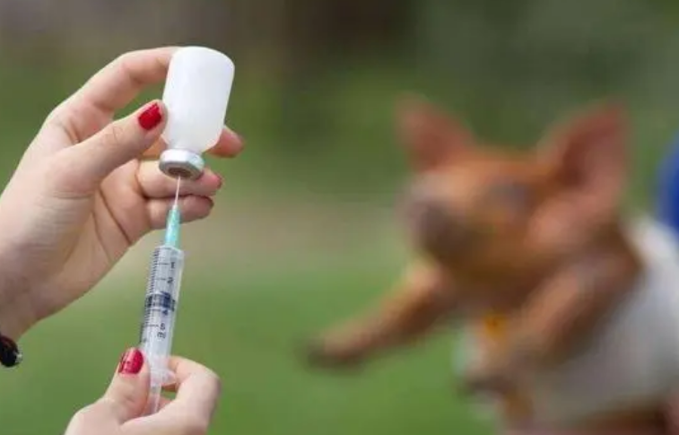 在哪里打狂犬疫苗