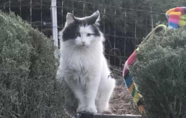 流浪猫跟两只家猫隔着纱门唠嗑，后来直接被铲屎官请进家门收编