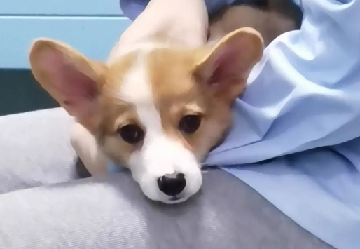 幼犬得了肺炎最严重的症状