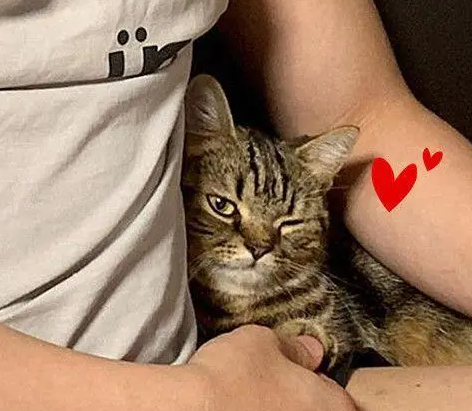 男子准备和猫合照，看到镜头里猫的举动，瞬间被撩到：这是成精了