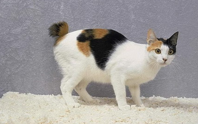 十大最聪明的猫 十大最聪明的猫