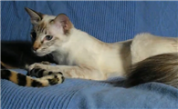 有什么办法让猫不掉毛