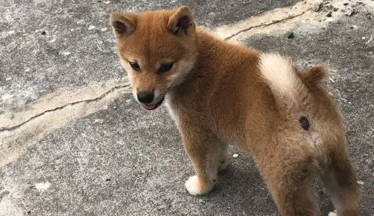 柴犬突然听到有奇怪的声音,走过去看了一下,结果被吓跑了 柴犬突然听到有奇怪的声音,走过去看了一下,结果被吓跑了