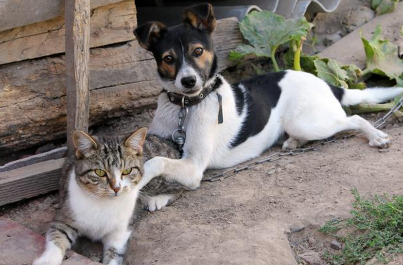 双猫独狗正确民间说法 双猫独狗正确民间说法