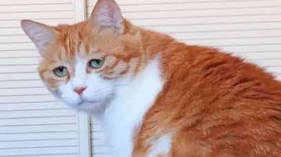 主人带橘猫去孕检,看到橘猫表情主人笑喷,猫:我是怀孕,不是胖 主人带橘猫去孕检,看到橘猫表情主人笑喷,猫:我是怀孕,不是胖