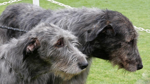爱尔兰猎狼犬的养护常识：皮毛眼耳都要关注