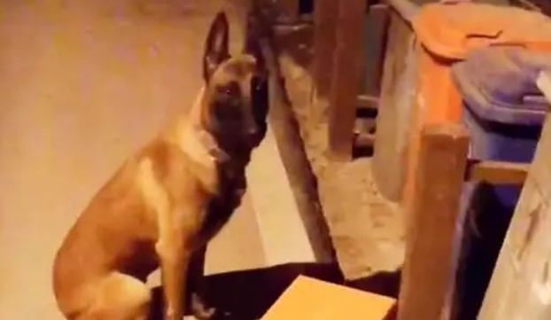 马犬发现一窝被遗弃的小狗，主人让它别管，狗狗一个举动让人泪目