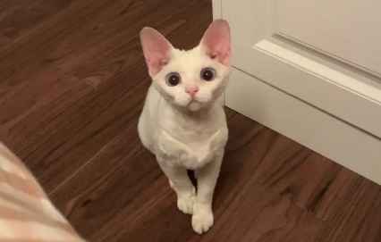德文卷毛猫市场价为啥这么贵